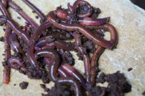 The India Blue (Perionyx excavatus) composting worm, bought from the Men’s Association Agricultural Training Centre in Yangon. Credit: Dr Claire Furlong